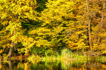 Fototapeta premium Beautiful forest in autumn