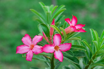 Beautiful Azalea flowers and leaf in nature