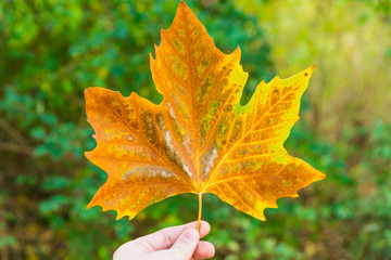 Colorful yellow autumn maple leaf held in a hand