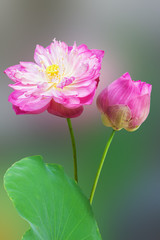Pink water lily flower (lotus)isolated on nature