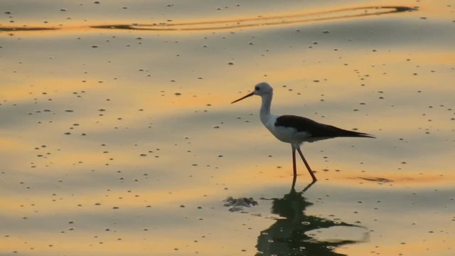 Bird searching for food during golden hour of sunset.