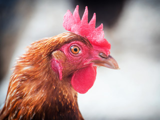 chicken close-up shot