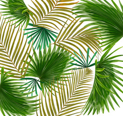 Green leaves of palm tree on white background