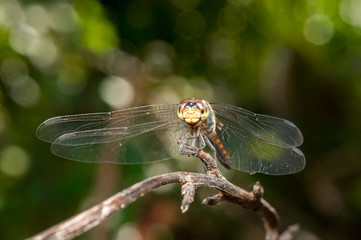 Seaside Dragonlet Dragonfly (Erythrodiplax berenice) on a twig,