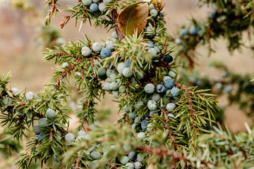 Juniper berries