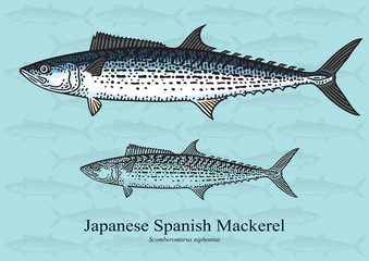 Fototapeta premium Japanese Spanish Mackerel. Vector illustration for artwork in small sizes. Suitable for graphic and packaging design, educational examples, web, etc.