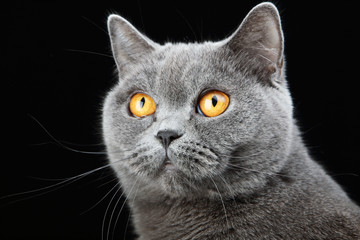 портрет британской кошки на черном фоне