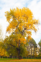 Fototapeta premium Lonely beautiful autumn tree. Autumn Landscape. Panorama.