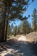 Trails around Mount Pinos, California