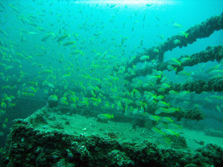 Fototapeta na wymiar Phuket Underwater