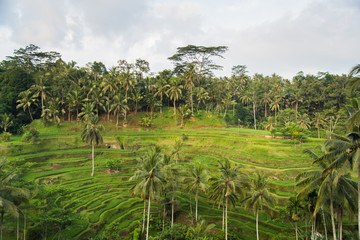 Fototapeta na wymiar Tegalalang Rice Terrace in green season ,Ubud, Bali, Indonesia