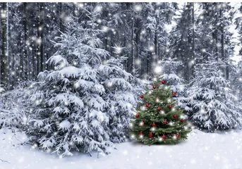 Store enrouleur sans perçage Photo du jour Arbre de Noël dans la forêt