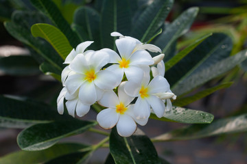 white and yellow plumeria frangipani flowers with leaves