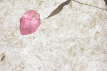 White mulberry paper with pink petal texture background