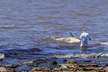 Biologist approaches a ziphiid aground off the coast of Buenos A