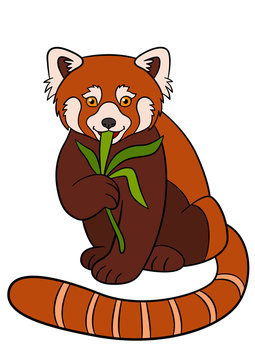 Cartoon wild animals. Little cute red panda eat leaves.