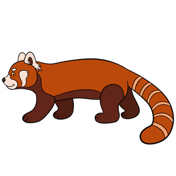 Cartoon wild animals. Little cute red panda walks.