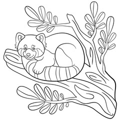 Coloring pages. Little cute red panda on the tree branch.