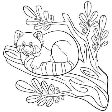 Coloring pages. Little cute red panda on the tree branch.