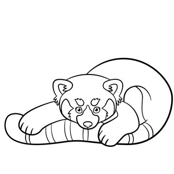 Coloring pages. Little cute red panda.