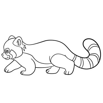 Coloring pages. Little cute red panda walks.