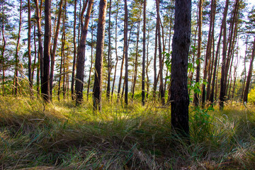 Obraz premium background autumn in the forest