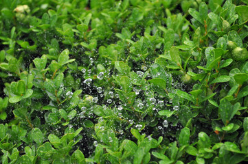 ROCIO PLANTA AGUA VERDE PRIMAVERA BOSQUE JARDIN