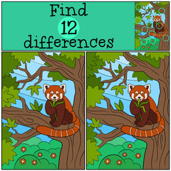 Naklejka premium Educational game: Find differences. Little cute red panda eats.