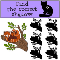 Fototapeta premium Educational game: Find the correct shadow. Red panda with baby.