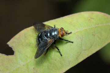 House Fly in Thailand.