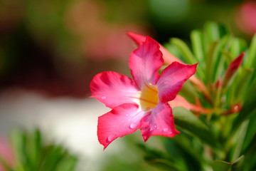 Desert Rose