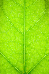 Fototapeta na wymiar Translucent green leaf vein branches vertical shot