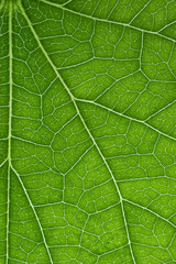 Green leaf vein branches texture