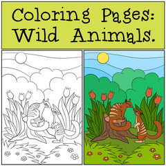 Obraz premium Coloring Pages: Wild Animals. Two little cute numbats.