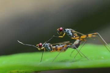 Cactus Fly in Thailand.