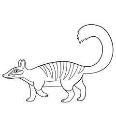 Coloring pages. Little cute numbat walks.