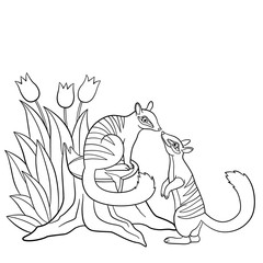 Coloring pages. Two little cute numbats look at each other.