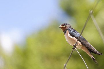 Rauchschwalbe - Hirundo rustica