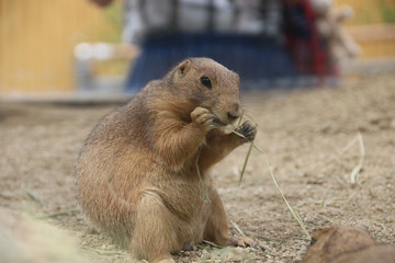 Prairie dog