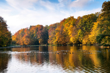 Beautiful forest and lake in autumn