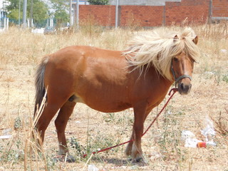pony