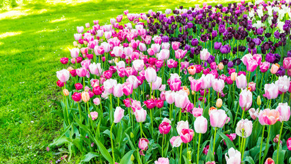 Obraz premium Tulip / natural tulips inside garden in springtime / background of tulips / beautiful tulips background in summer tim. / wallpaper natural.