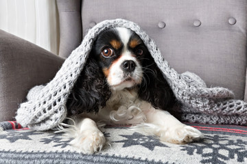 dog under the blanket