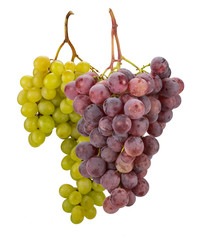 Trauben Weiß Rot