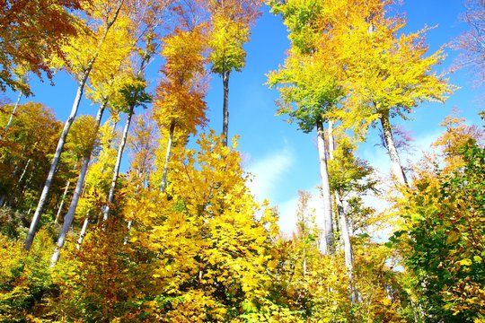 Colorful autumn landscape with forest and blue sky