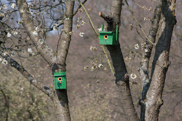 Vogelnistkästen im Obstbaum