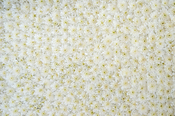 white daisy as background or texture outdoor
