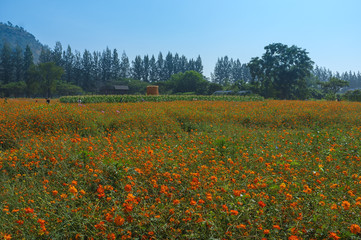 Obraz premium Flowers Field in Farm