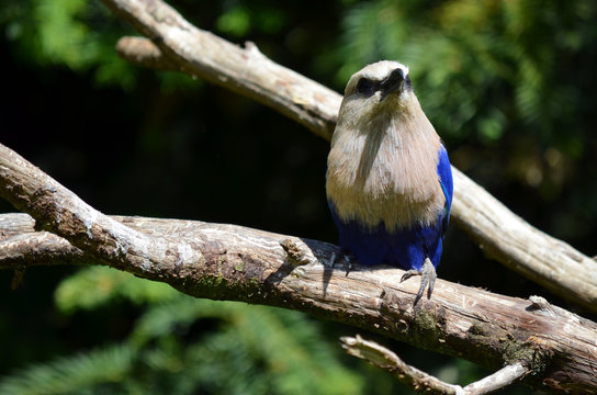 Oiseau Rollier à ventre bleu de face