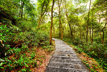 Scenic stone walkway across green woods. Beautiful landscape